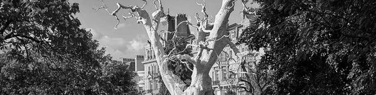 Black and white image of Lords cricket ground and trees, ICC Women’s Cricket World Cup venue.